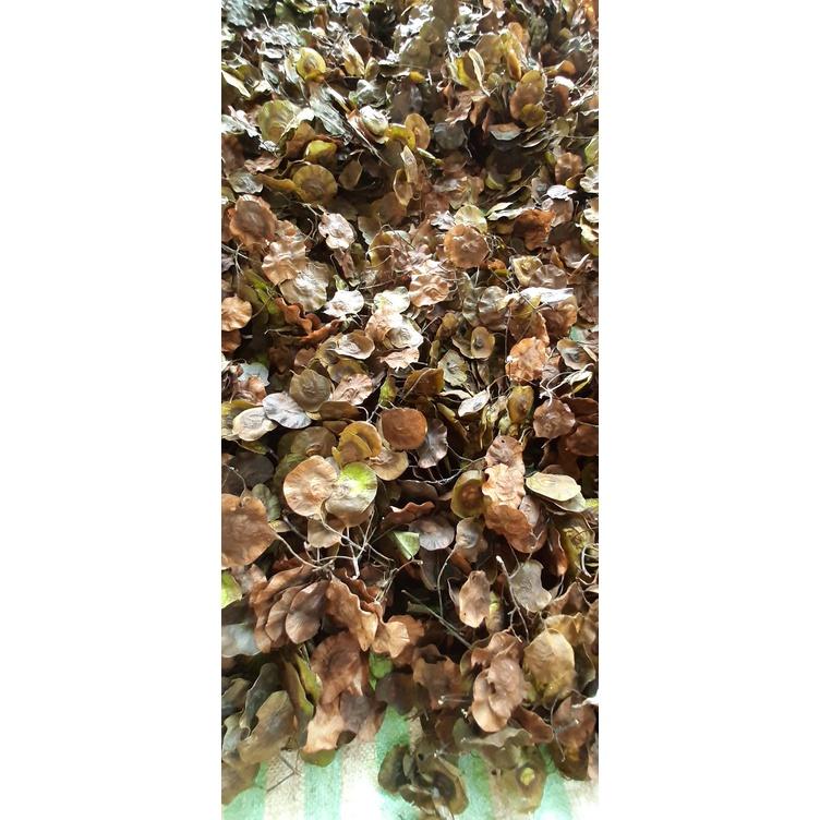 Giáng hương đuôi cong giống - 1kg
