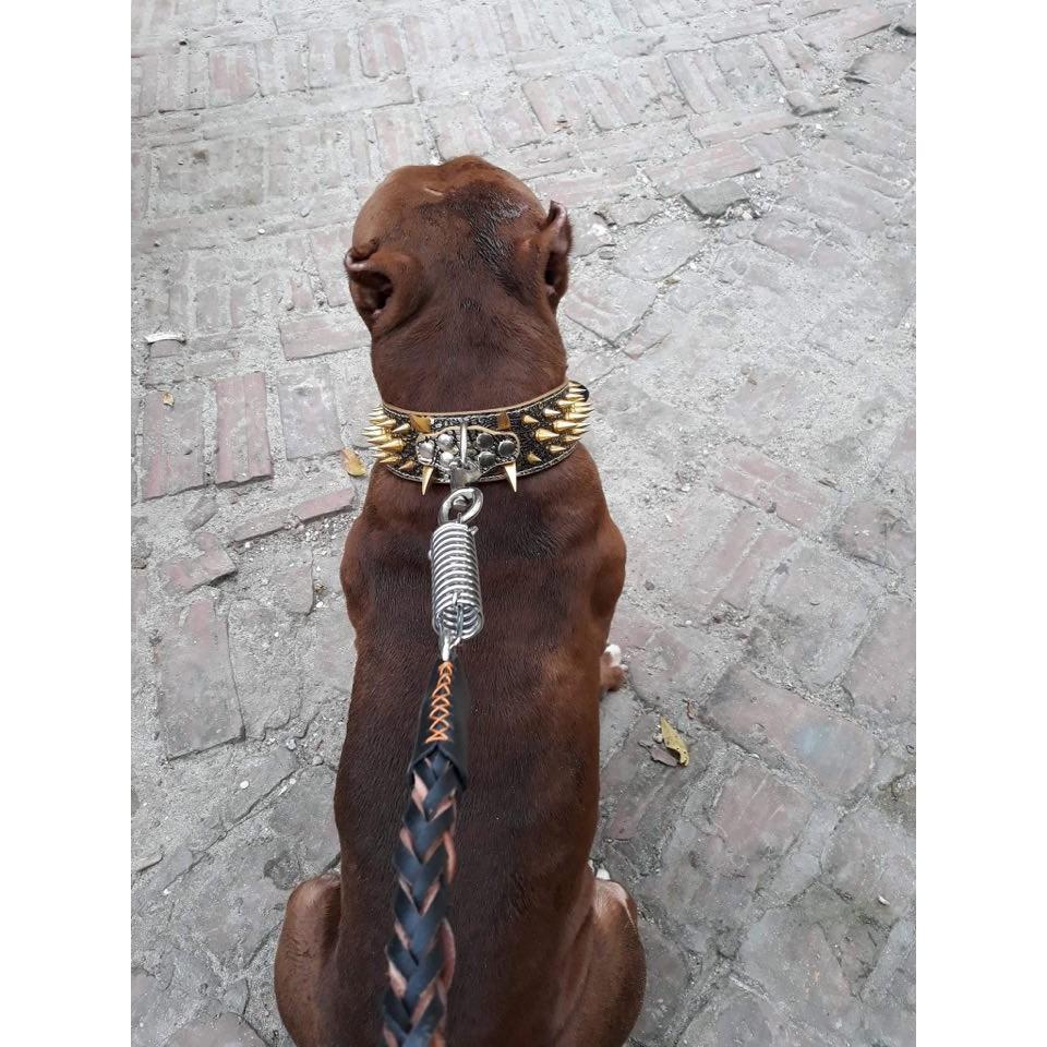 Dây dắt chó bằng da bò bện ,lò xo giảm giật trợ lực dắt pitbull