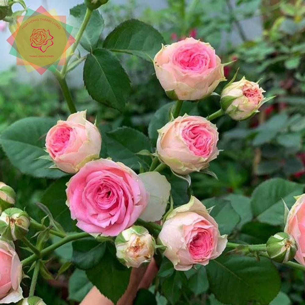 Hoa hồng ngoại Mini Eden trắng hồng  sai hoa -cây giống phát triển ổn định