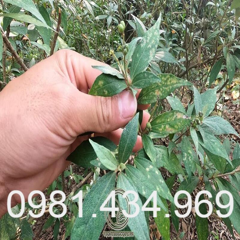 Cây Khổ Sâm Khô Chất Lượng 01KG