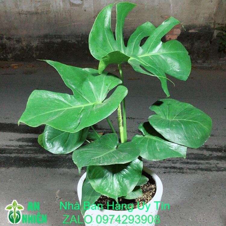 Chậu Cây Trầu Bà Lá Rách