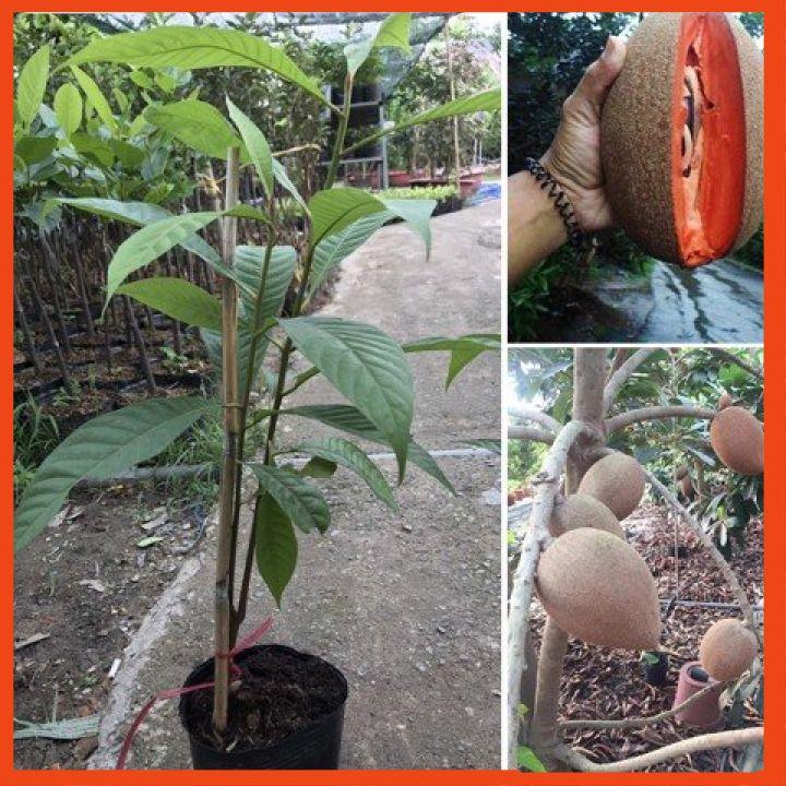 Hồng xiêm ruột đỏ khổng lồ cây giống nhập khẩu quả nặng hơn 1 cân