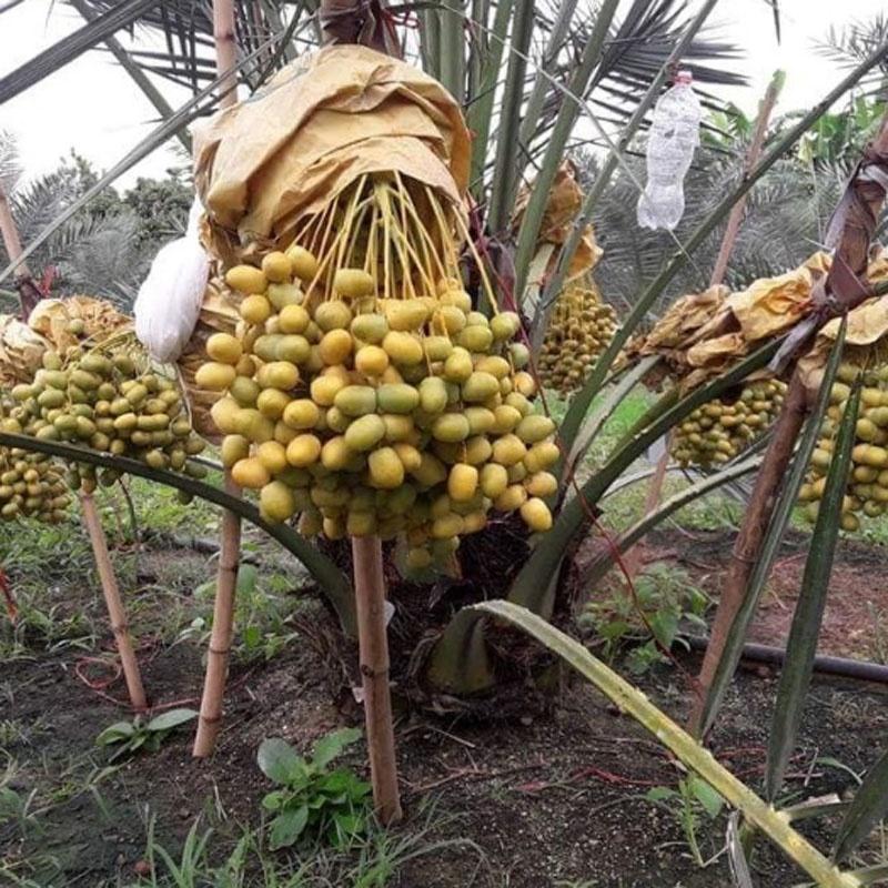 Cây Chà Là Trung Đông + tặng phân bón cho cây mau lớn