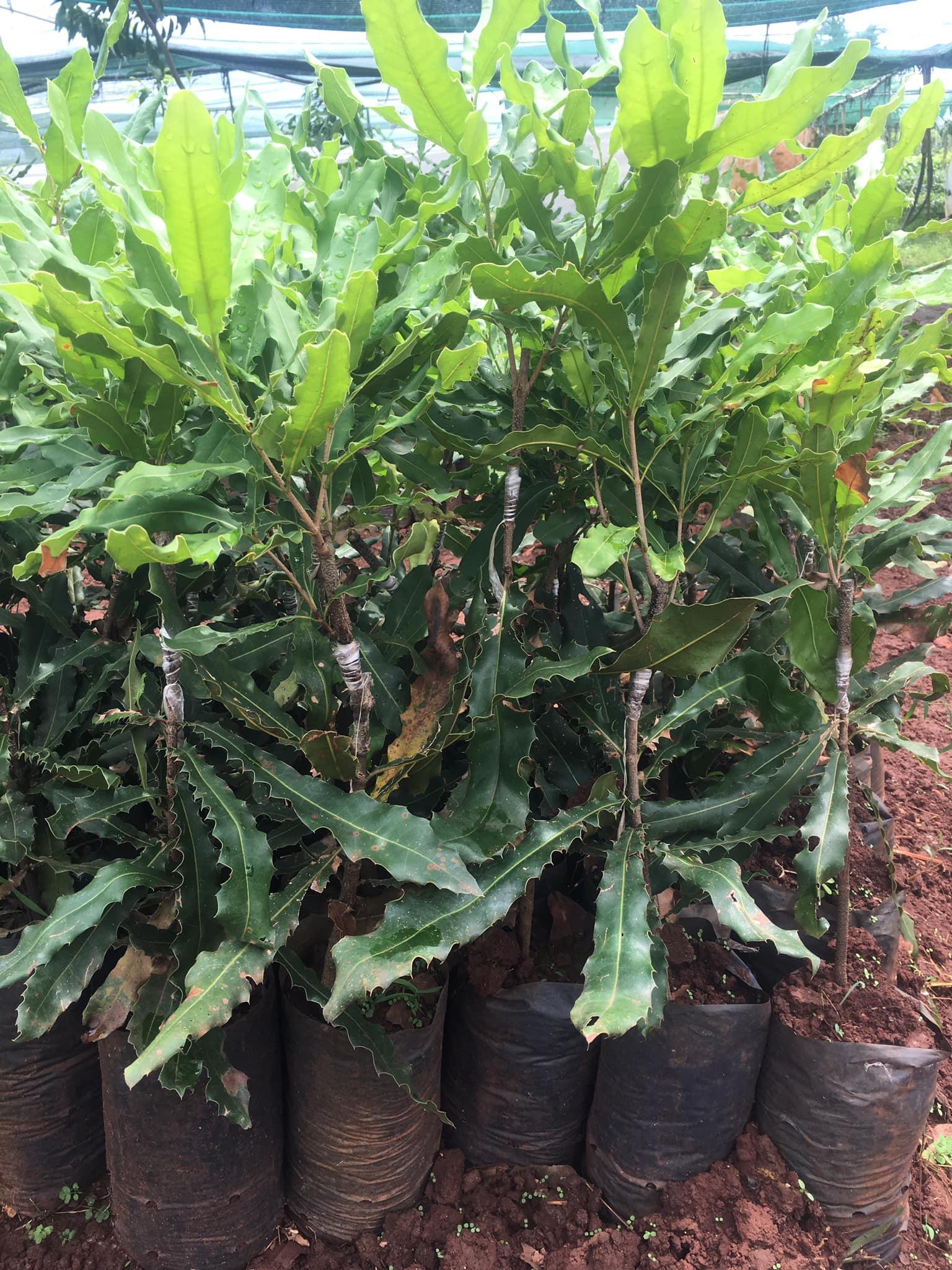 Combo 10 cây macca QN1 giống