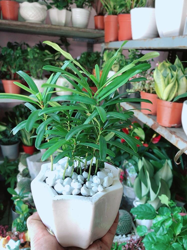 Chậu Tùng Vạn Niên