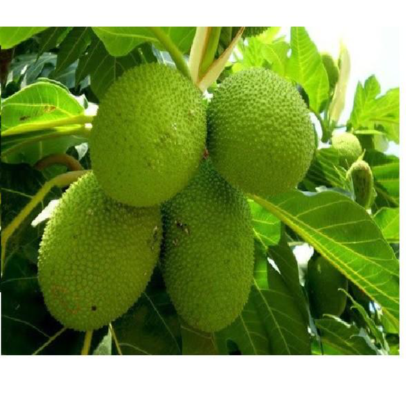 Cây GIỐNG Sa kê