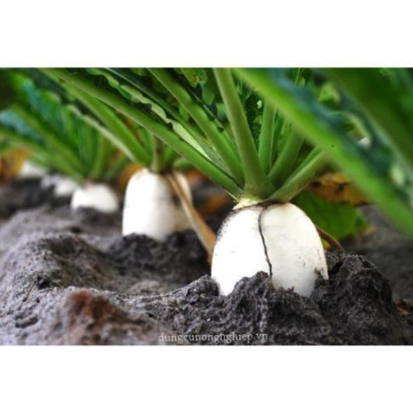 Hạt giống củ cải trắng 15gr