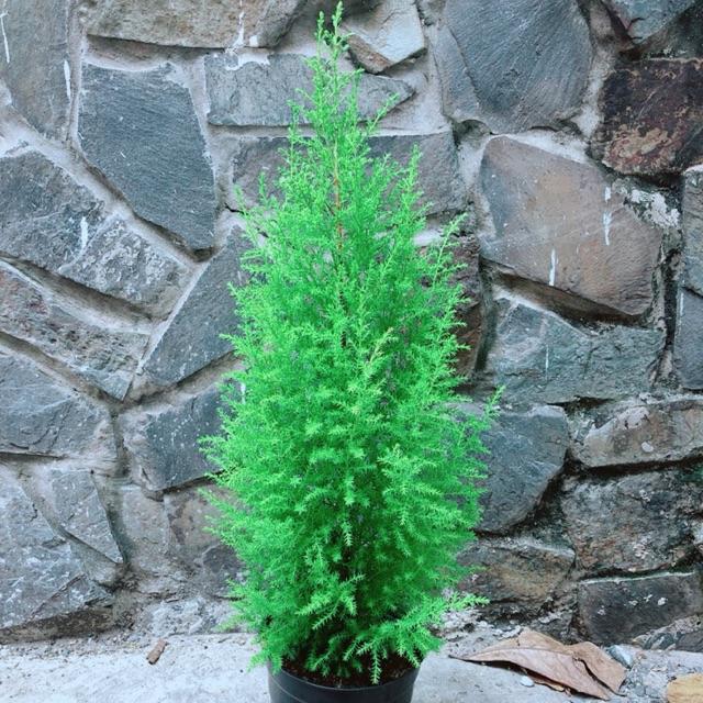 Tùng Thơm Cao 60cm ngang 20cm