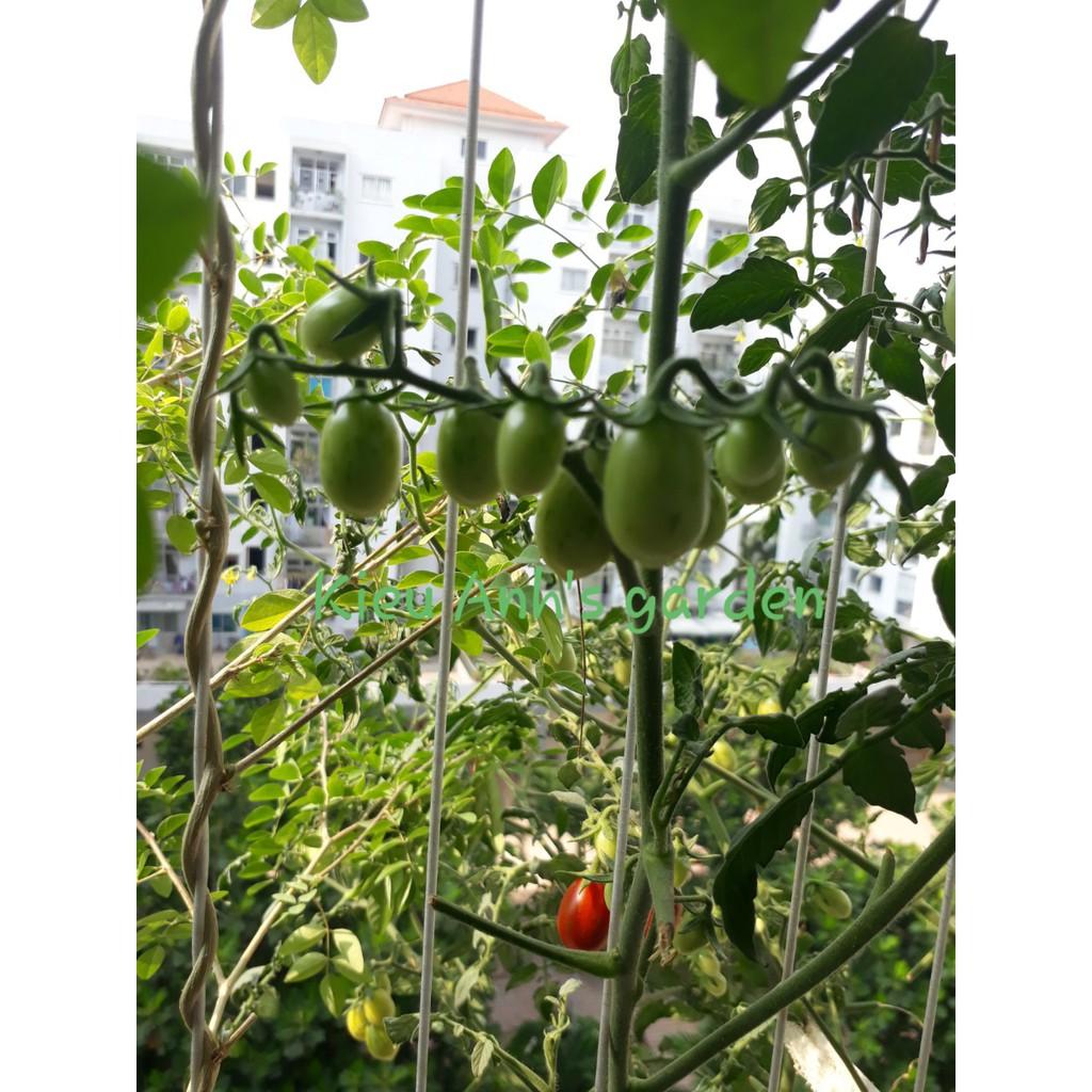 Hạt giống Cà Chua bi cherry, đóng gói 0.1gr