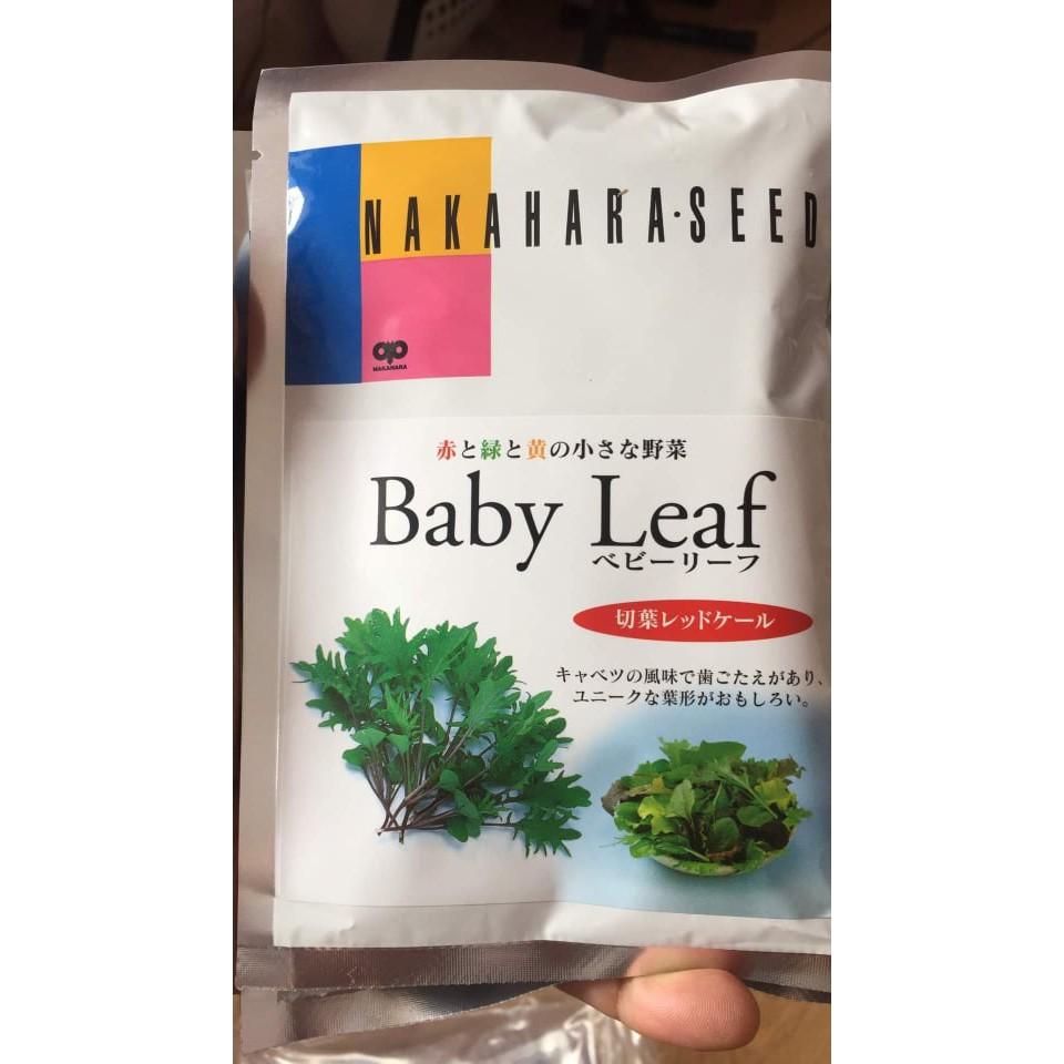 Hạt giống cải KALE LÁ CẮT BABY LEAF - Nhật Bản