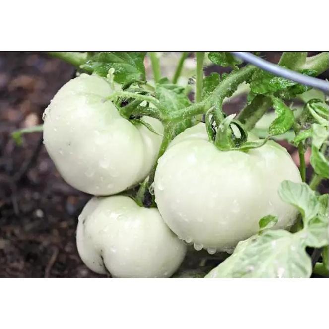 Hạt giống cà bát trắng cao sản KNS343 - Gói 0,5gram