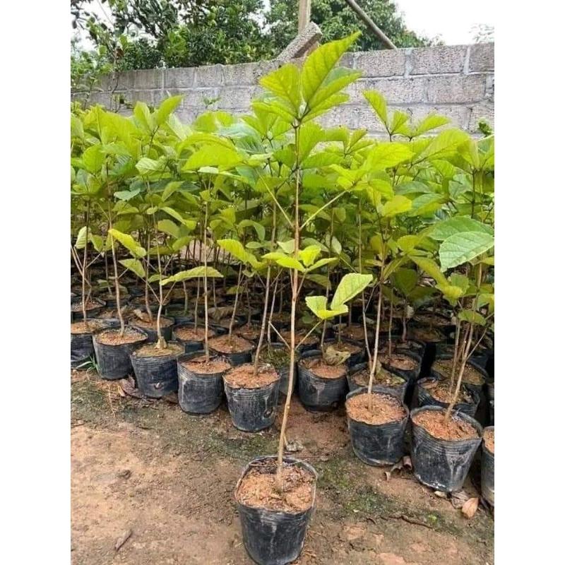 CÂY GIỐNG HOA PHONG LINH VÀNG cao 50-80cm