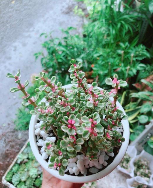 Chậu Đô La Hồng