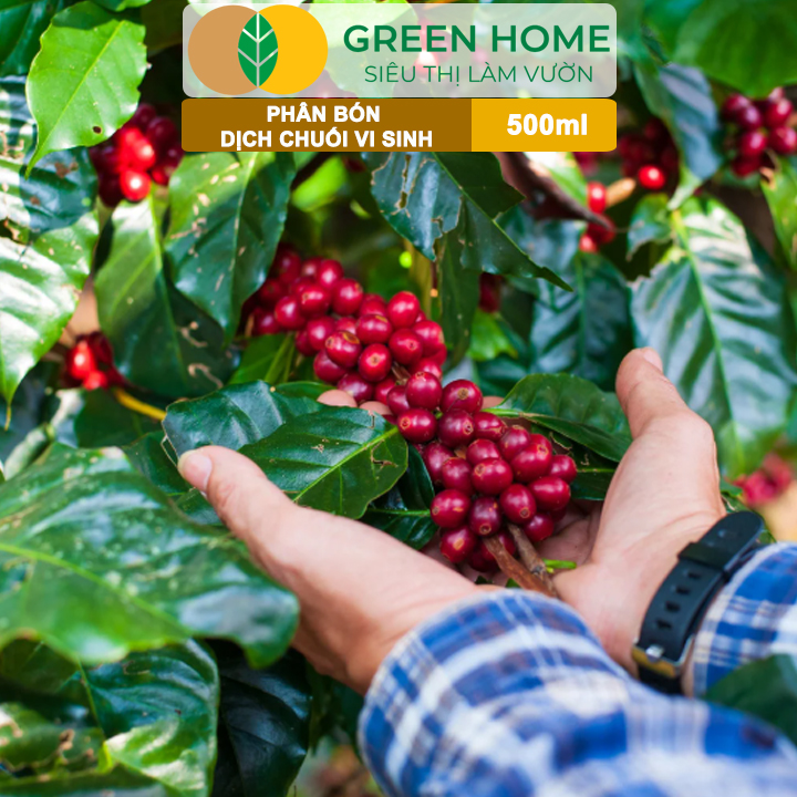 Dịch Chuối Vi Sinh HK GreenHome, Chai 500ml, Vàng Cơm, Tạo Ngọt, Ra Hoa, Bóng Trái, Đậu Trái Mạnh