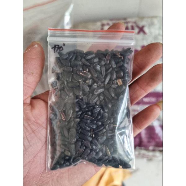 Hạt giống hoa Hướng Dương Đỏ - gói 30g