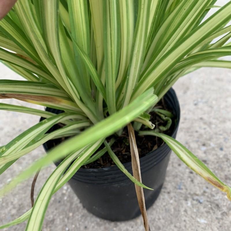 Cây dứa cảnh vàng cao 25cm, nhánh lá xum xuê tươi tốt, rất dễ trồng và chăm sóc, cây cảnh trồng công trình và sân vườn