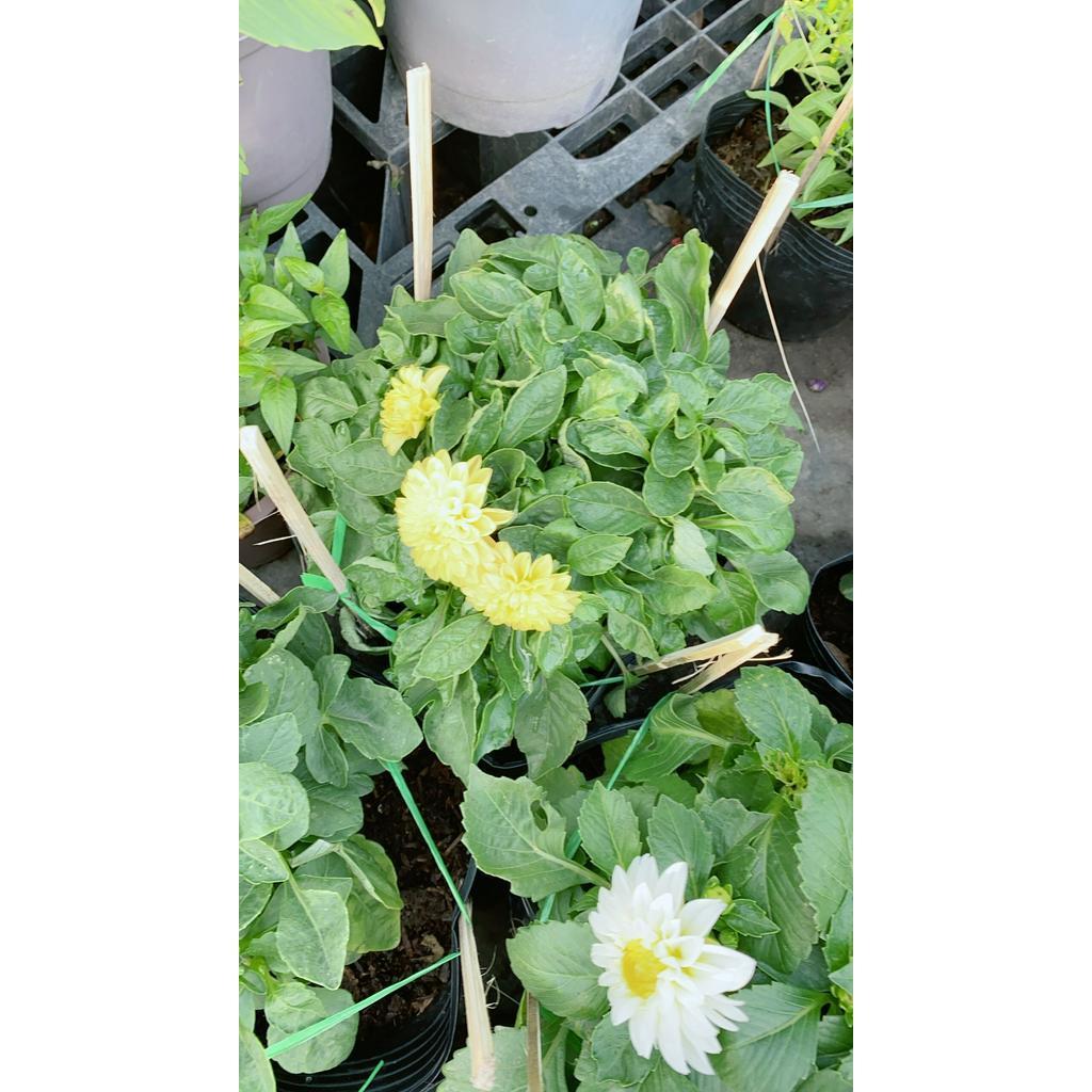 Cây Thược Dược Mini