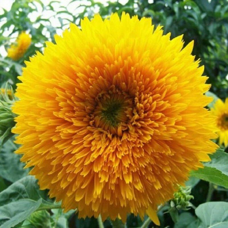 Hạt giống hoa hướng dương lùn kép siêu bông dễ trồng.
