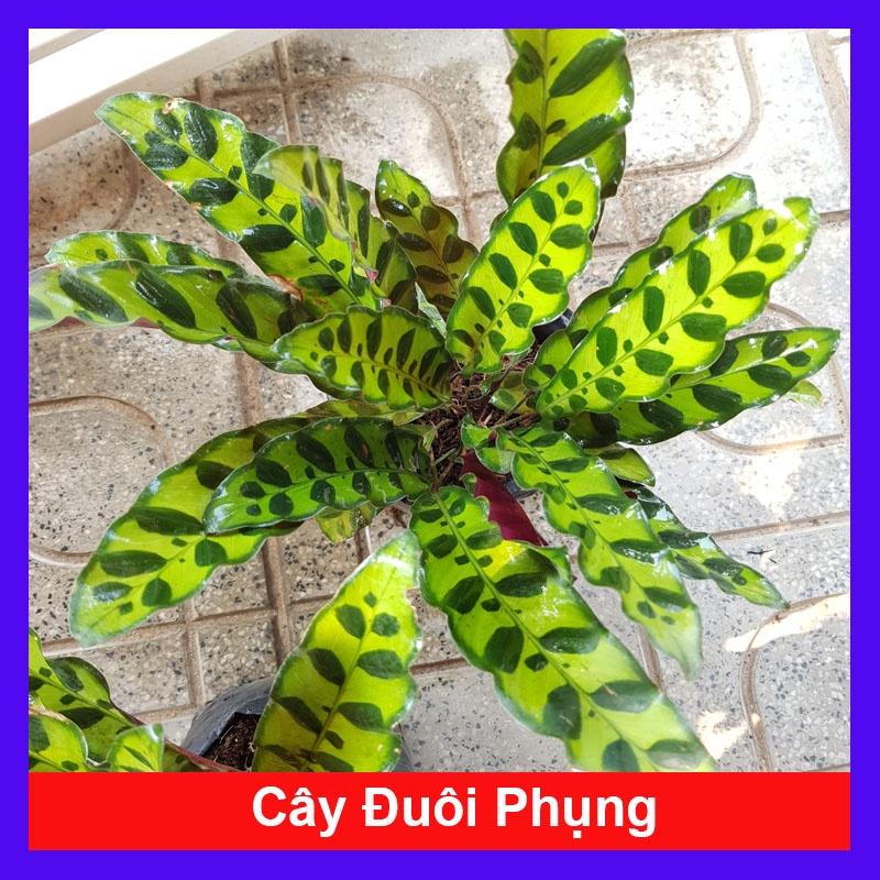 Cây Đuôi Phụng