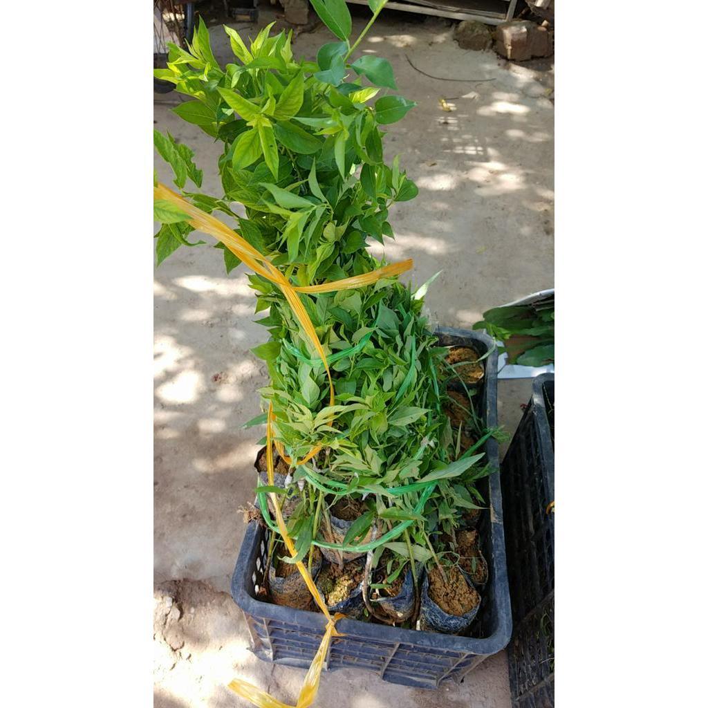 Mận tam hoa cây ghép mắt - Tặng phân bón