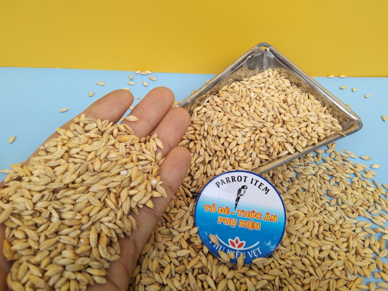 1KG HẠT ĐẠI MẠCH nguyên vỏ CHO CHIM, VẸT