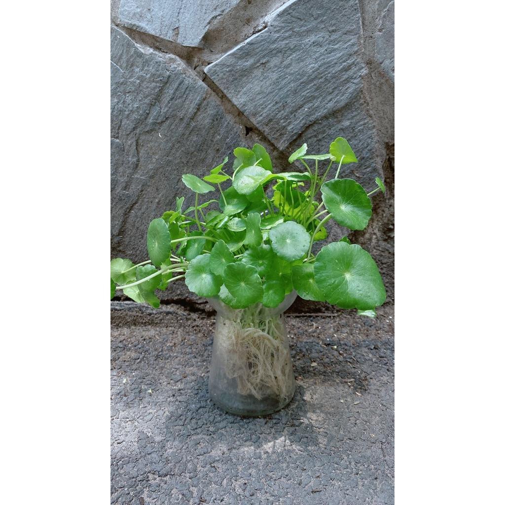 Chậu Cây Cỏ Đồng Tiên