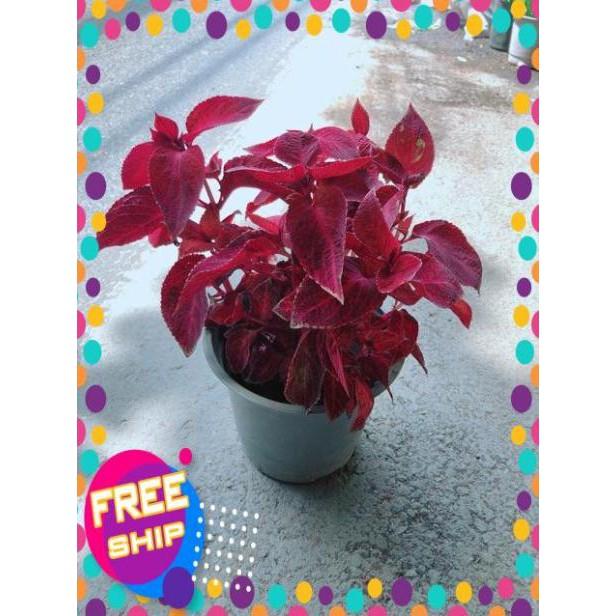 Cây Lá Gấm Đỏ