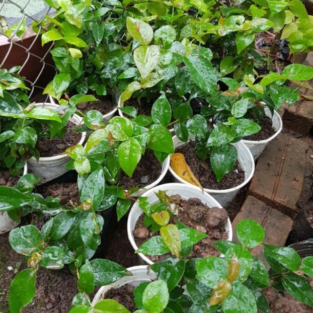 Cây cherry lùn chuẩn giống - Đơn hàng thanh toán trước tặng 1 lọ siêu kích rễ