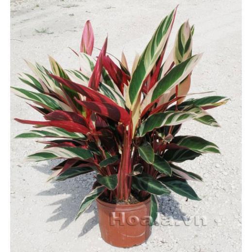 CHẬU CÂY CHUỐI HOÀNG YẾN LÁ ĐỎ TRẮNG-CÂY NỘI THẤT CHO KHÔNG GIAN THƠ MỘNG + Tặng 01 cây dâu da đất