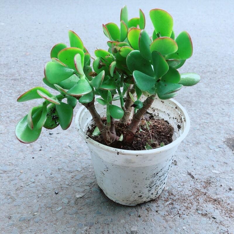 Cây Ngọc Bích Hợp Phong Thuỷ