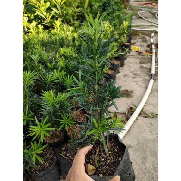 Cây vạn niên tùng