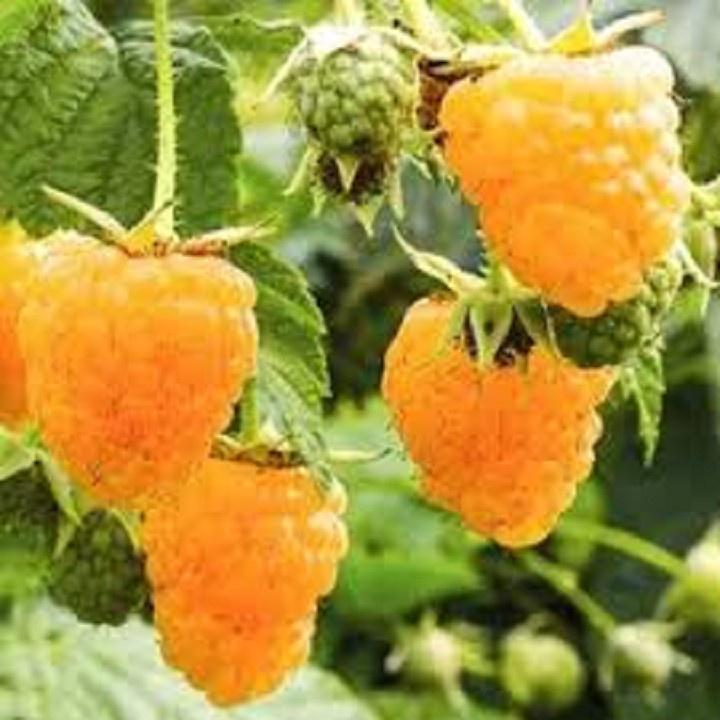 CÂY GIỐNG MÂM XÔI VÀNG CÂY NHỎ