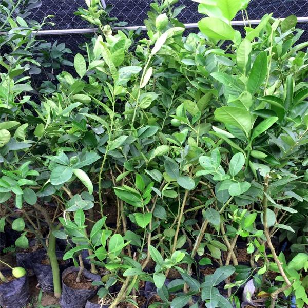 CÂY GIỐNG CHANH VÀNG MỸ *
