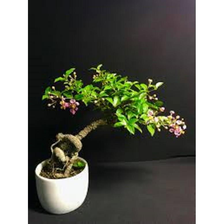 Combo 3 cây GIỐNG HỒNG NGỌC MAI BONSAI