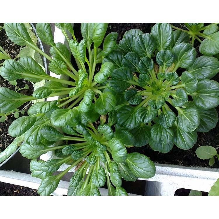 1gr hạt giống cải hoa hồng Tatsoi