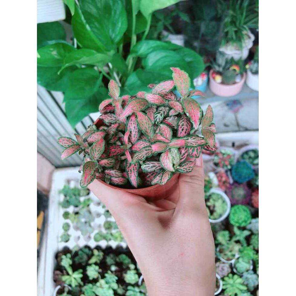 Chậu cẩm nhung Bán Chạy