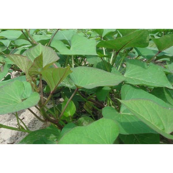 Set 50 cây giống rau lang rễ trần