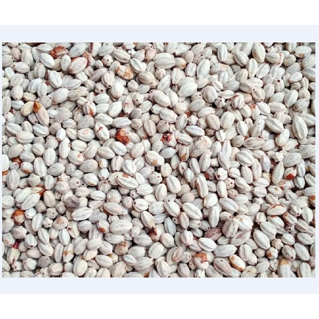 Hạt Giồng Cây xoan ta KNS3728 - Gói 30 hạt