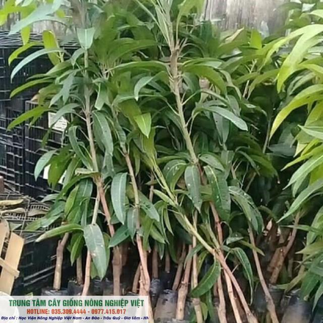 Cây Xoài Úc F1 Quả To Tròn