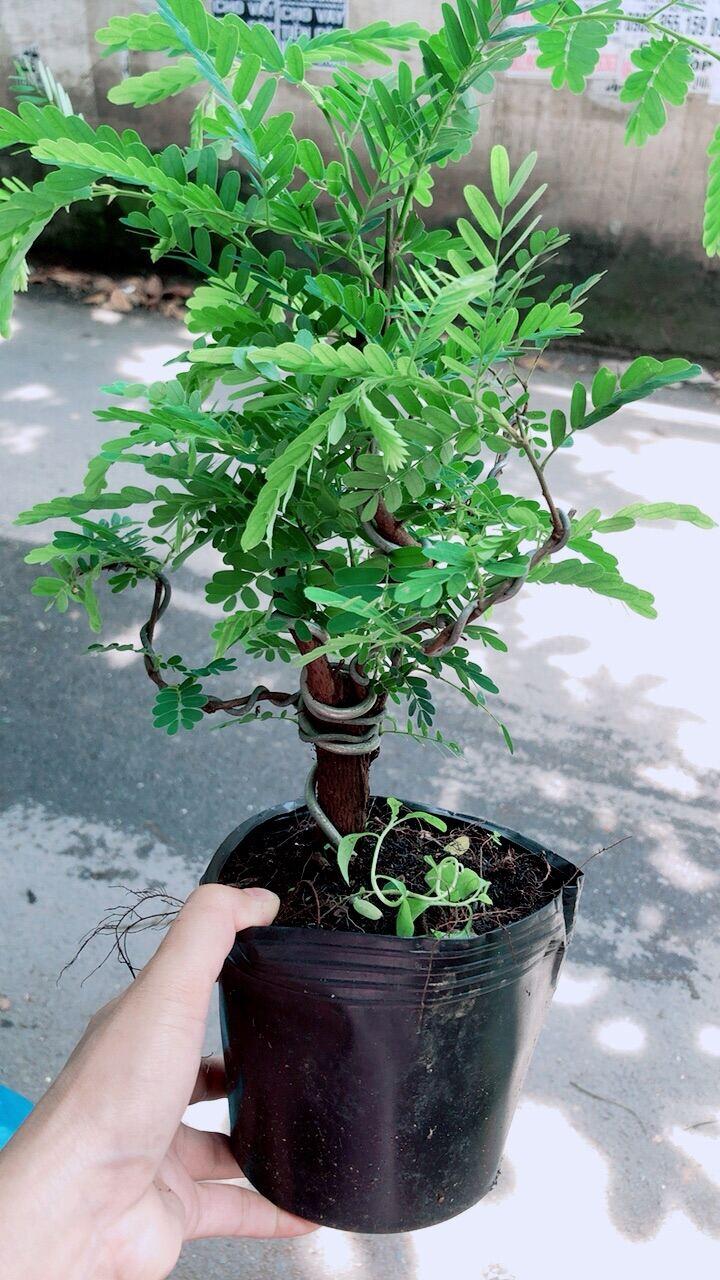 Cây Me Bonsai