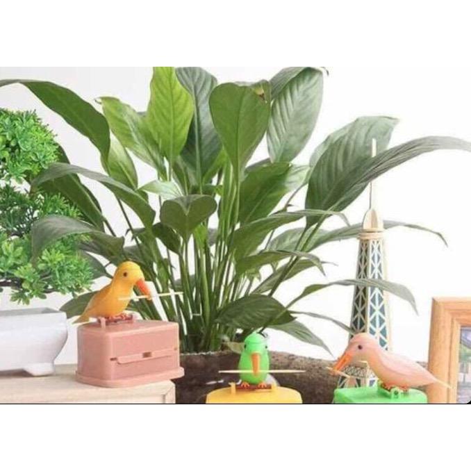 CHIM MỔ TĂM - Bộ 2 con