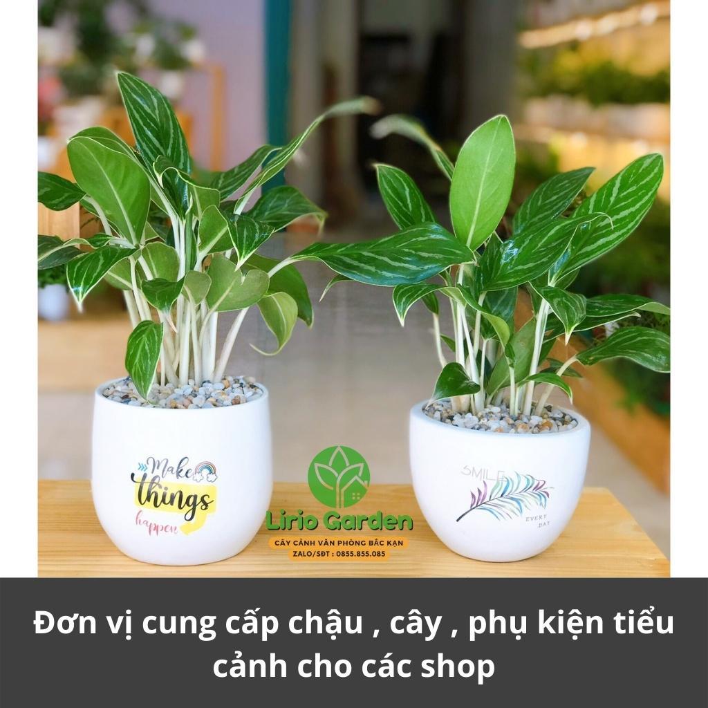 Cây bạch mã hoàng tử