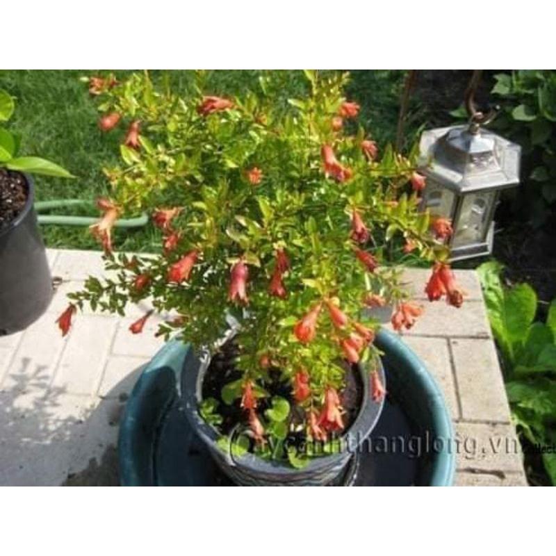 Cây giống lựu đỏ ấn độ siêu sớm