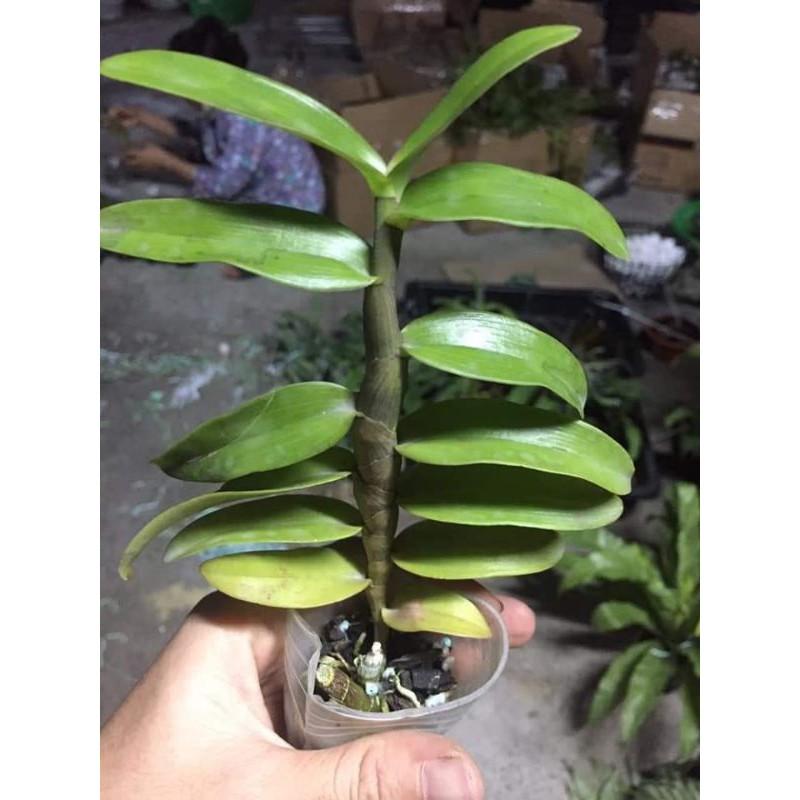 Lan , cây cực đẹp