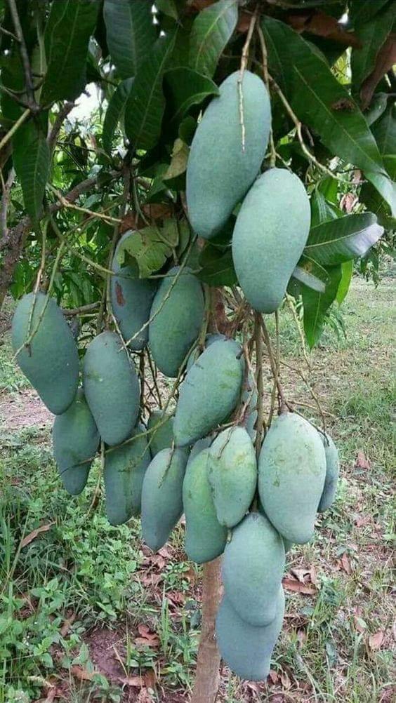 CÂY GIỐNG XOÀI
