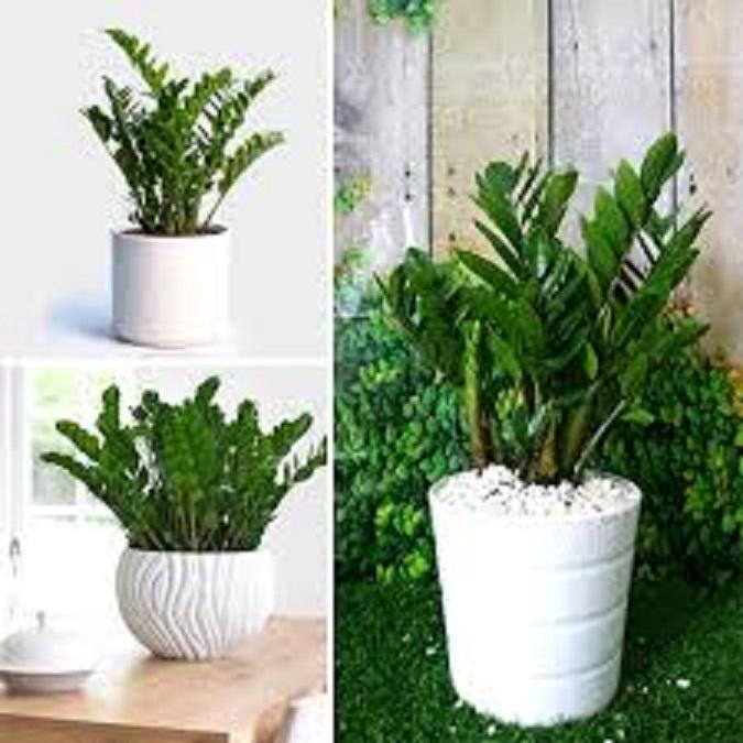 Cây KIM TIỀN -chậu mini để bàn