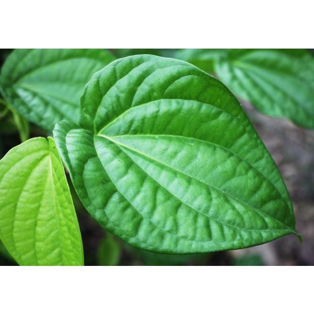 100gr Lá trầu không tươi sạch nhà trồng
