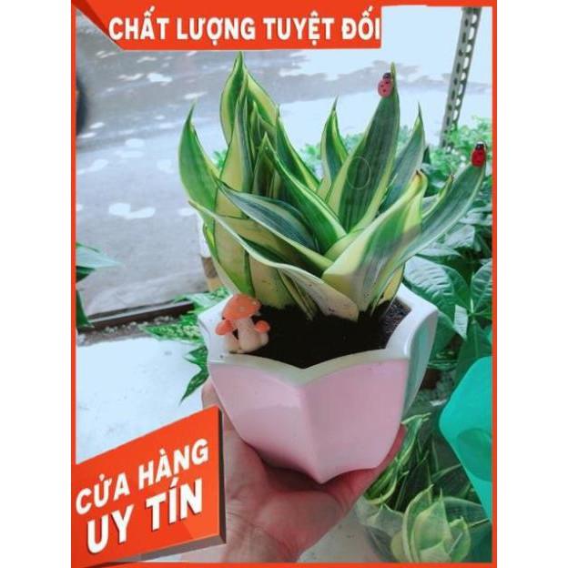 Chậu Lưỡi Hổ Thái Vàng