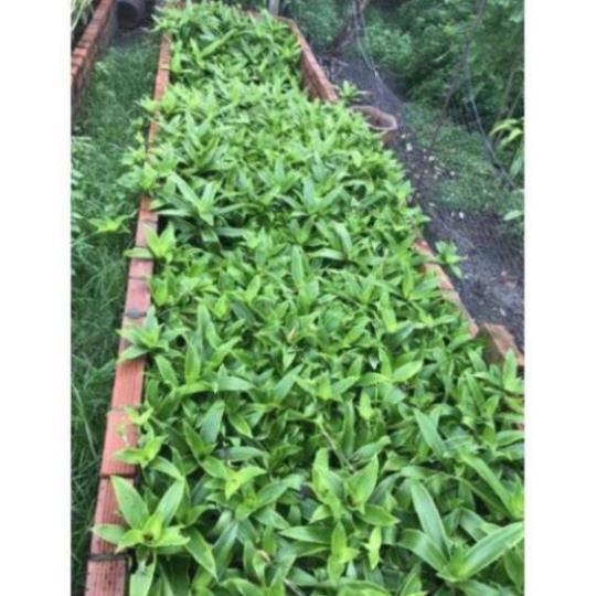 Cây lược vàng lá 1kg