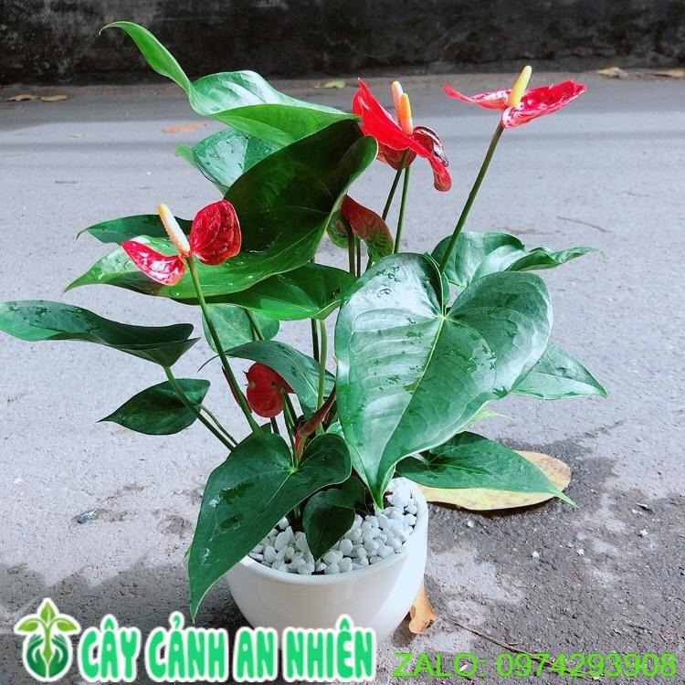 Chậu Cây Hồng Môn